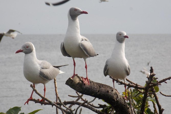 1 Day Mabamba (Shoebill) Bird Watching Tour - Shoebill & Canoe Tour - Reviews and Ratings
