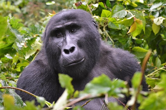 1 Day Mountain Gorilla Trekking Safari Uganda - Empowering Communities Through Tourism