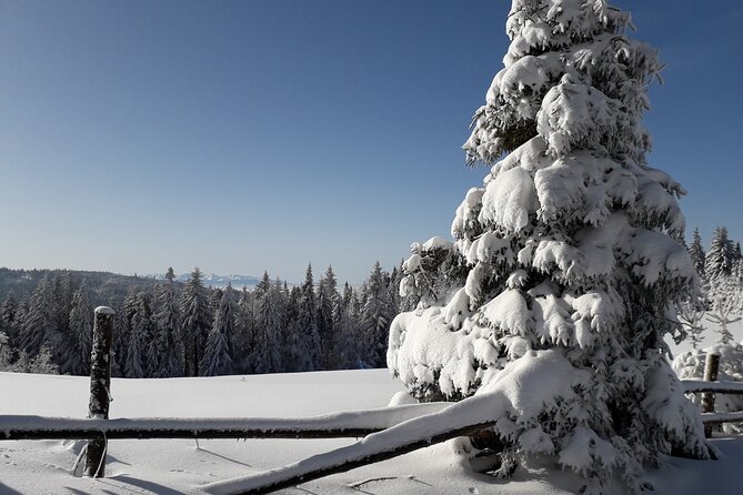 1-Day Private Snowshoe Hike in the Gorce Mountains Near Krakow - Pricing and Booking Details