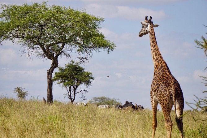 1 Day Safaris To Tarangire National Park - What To Expect