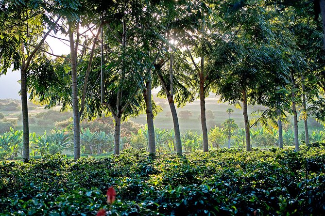 1 Day Short 4x4 Safari: ARUSHA NATIONAL PARK Incl. Lodge-Lunch - Frequently Asked Questions