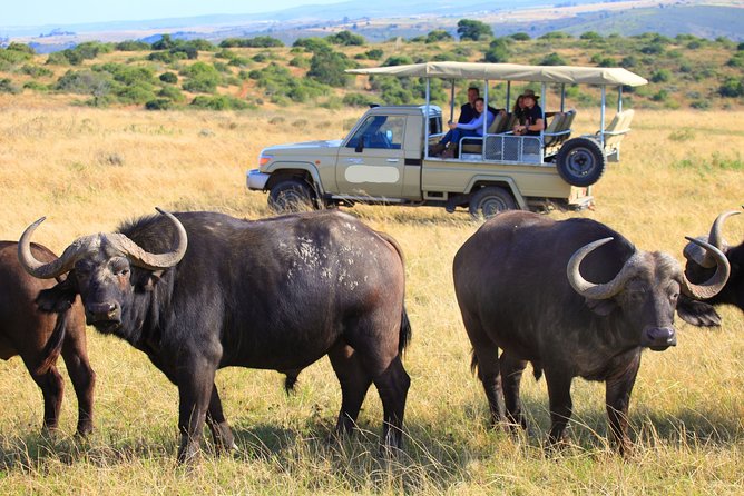 10-Day Private Spectacular Big 5 Wildlife Safari and Beach Holiday - Accommodation and Transportation