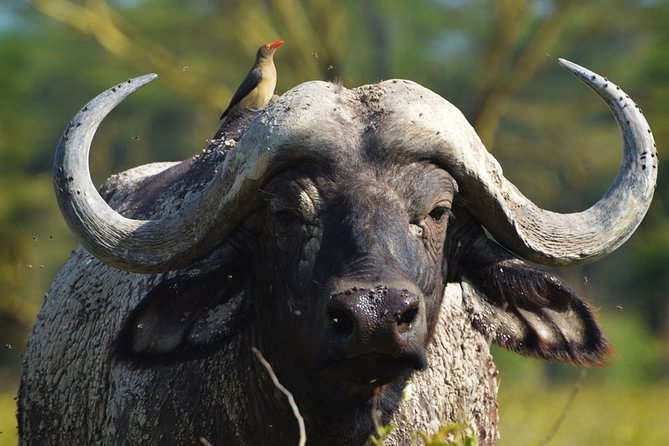 10 Days Northern & Southern Kenya Savannah Private Safari - Pickup Details and Times