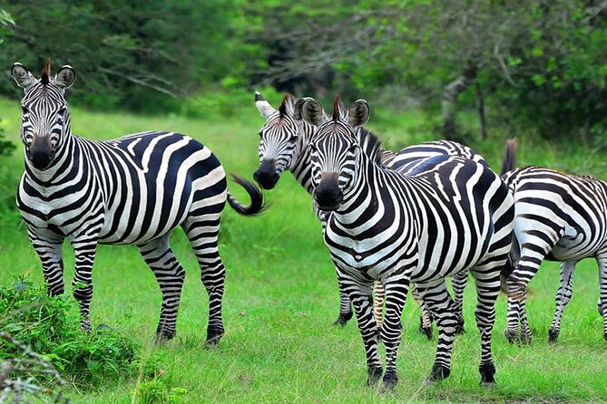 10 Days Private Uganda Safari With Pick-Up - Cultural Experiences