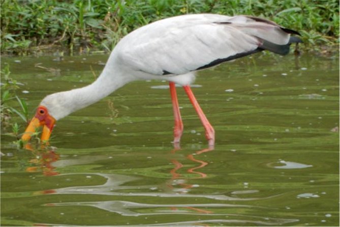 11 Days Kenya Birding Safari Adventure Holiday - Transportation Logistics