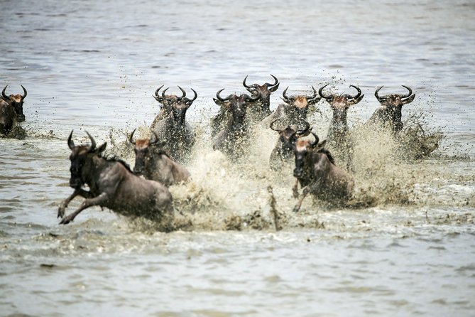 12 Days Best Of Kenya and Tanzania Safari - Luxury - Roundtrip Airport Transfer Service