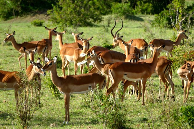 12 Days Samburu Ol-Pejeta Lake Nakuru Masai Mara Lake Naivasha Amboseli Safari - Maasai Mara Safari Adventures