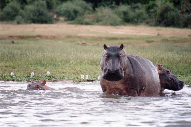 13 Days Trip Essential Uganda - Wildlife Encounters