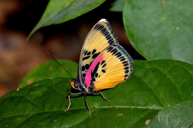 14 Day Ghana Butterfly Tour - Frequently Asked Questions