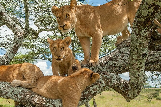 14 Days Uganda Rwanda Primate Tour - Operator Information