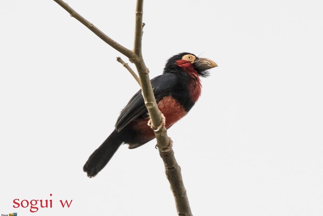 15 Days Tour :Birding Around Senegal - Tour Inclusions