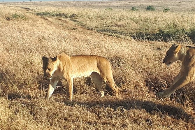 1Day Tour Nairobi Park ,Giraffe Center,Karen Blixxen Guided Tour - Cancellation Policy