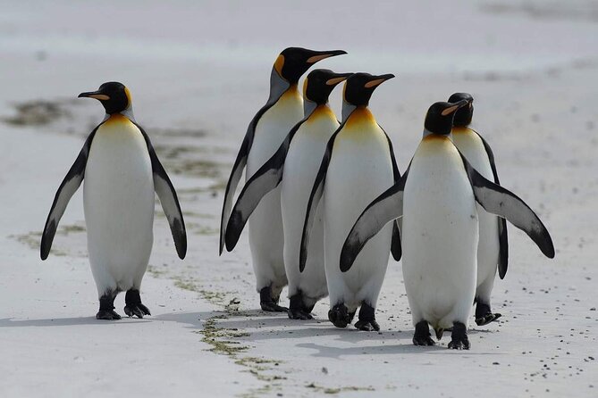 2-Day Best Private Tour Robben Island, Table Mountain, Cape Point - Confirmation and Guarantee