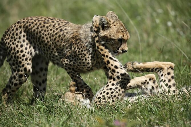 2-Day Private Guided Tour to Tarangire and Ngorongoro - Booking and Pricing Information