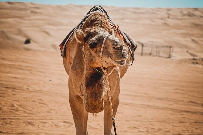 2-Day Private Wahiba Sands Desert Camping Tour From Muscat - Reviews and Ratings