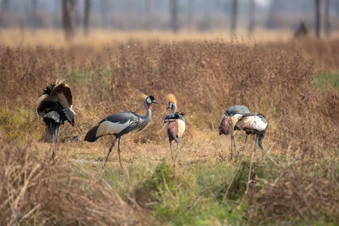2 Day Selous Wildlife View + Boat + Bushman Walking Safaris - The Sum Up