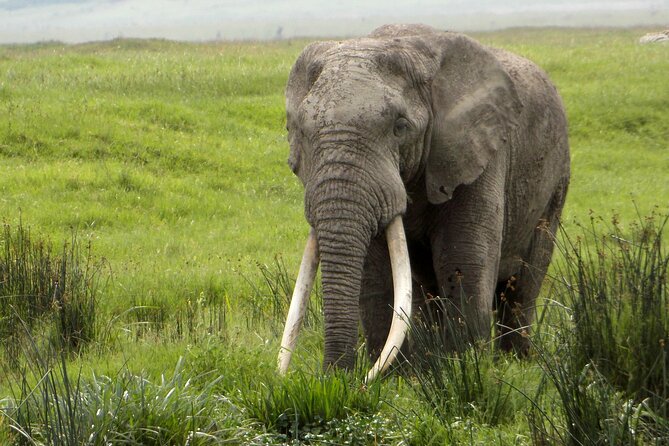 2-Day Tour Safari Tarangire Ngorongoro Crater and Maasai Village - Operator Details