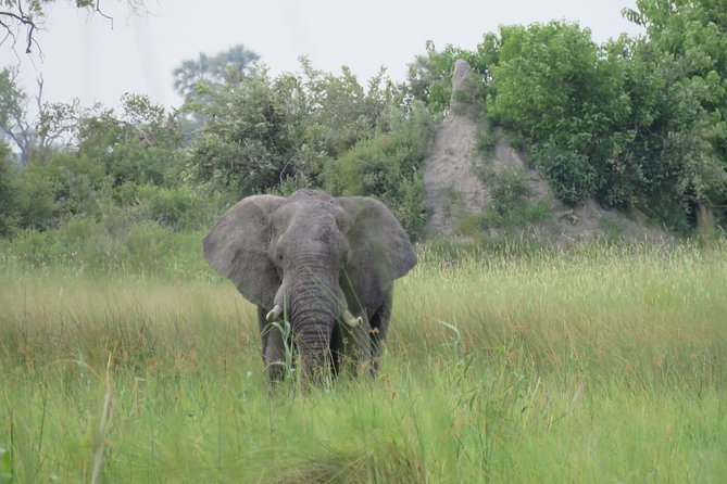 2 Day Wilderness Trail: Okavango Delta and Moremi - Camping Safari - Pickup Information