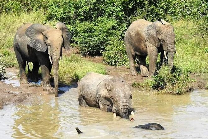 2 Days (1 Night) Elephants Safari at Mole Park With Round - Trip Flights - Booking & Cancellation Policies