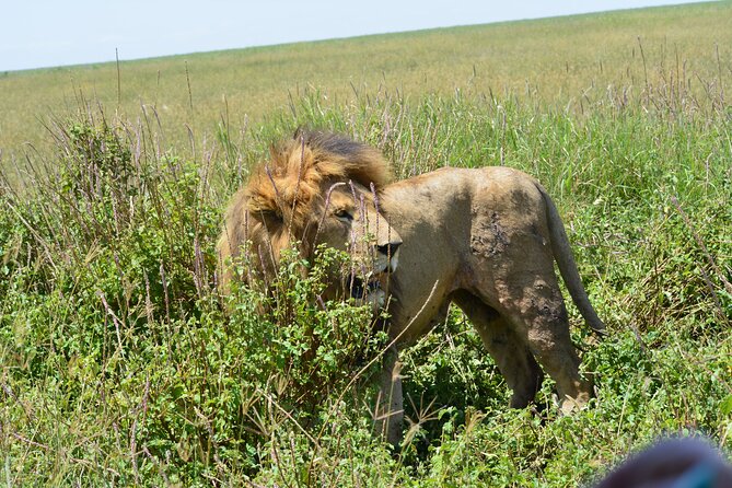 2 Days 1 Night Northern Joining Safari Private Tour - Customer Reviews