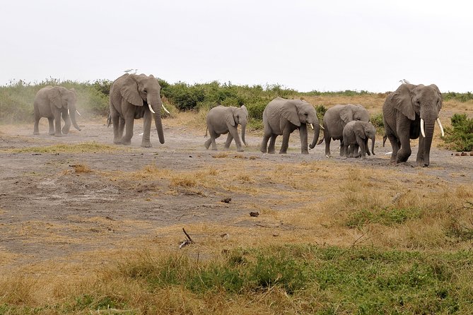 2 Days Amboseli Getaway Trip - Meeting and Pickup Information