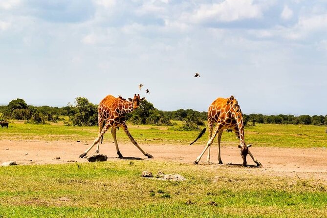 2 Days Amboseli National Park Safari Escape With Kentau - Accommodation and Meals