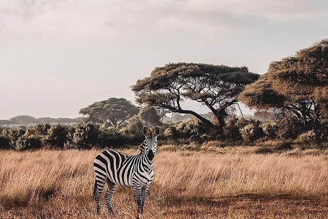2-Days Amboseli National Park Safari Tour - Meeting and Pickup Information