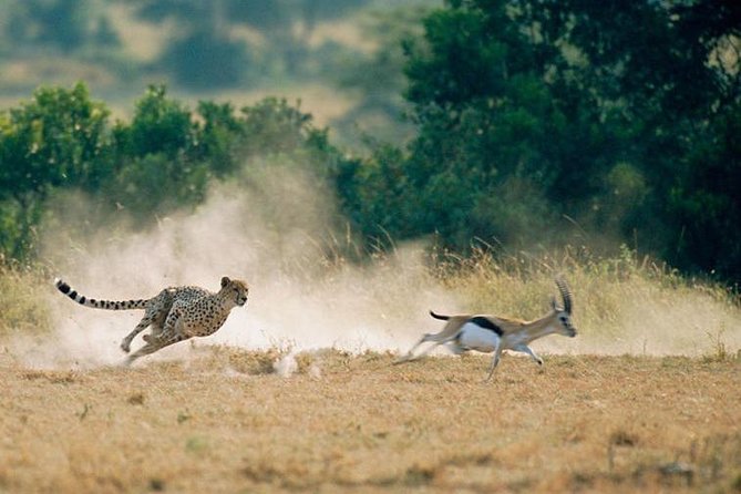 2 Days Amboseli National Park Safari - Wildlife Sightings and Activities