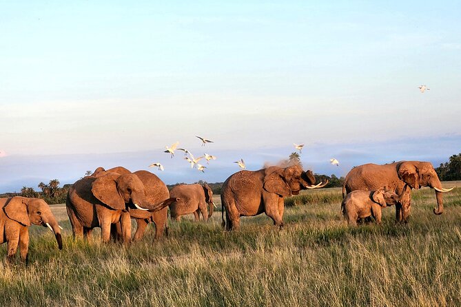 2 Days Amboseli Park Overnight Private Safari - Booking Information