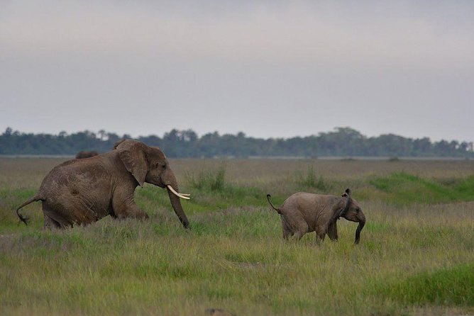 2 Days Amboseli Private Safari - Price and Reviews