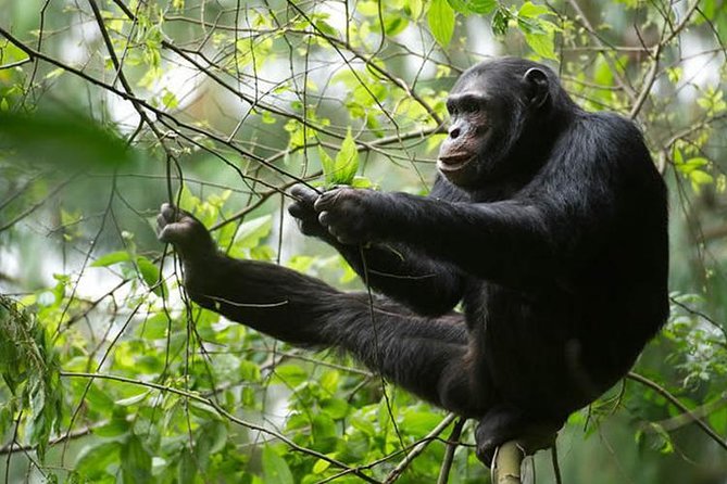 2 Days Chimpanzees Trekking Tour and Canopy Walk Adventure - Guided Excursions