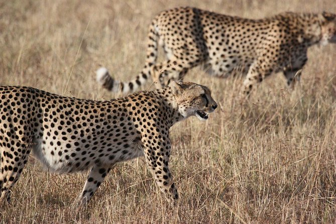 2 Days Explore to Tarangire Park, Ngorongoro Crater and Lake Manyara (Comfort) - Pricing and Reviews