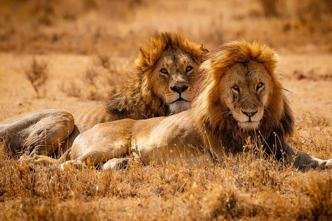 2 Days Lodge Safari - Lake Manyara and Ngorongoro Crater - Frequently Asked Questions