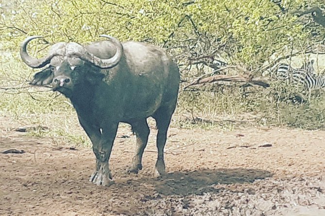 2 Days Ngorongoro & Tarangire From Zanzibar - The Sum Up