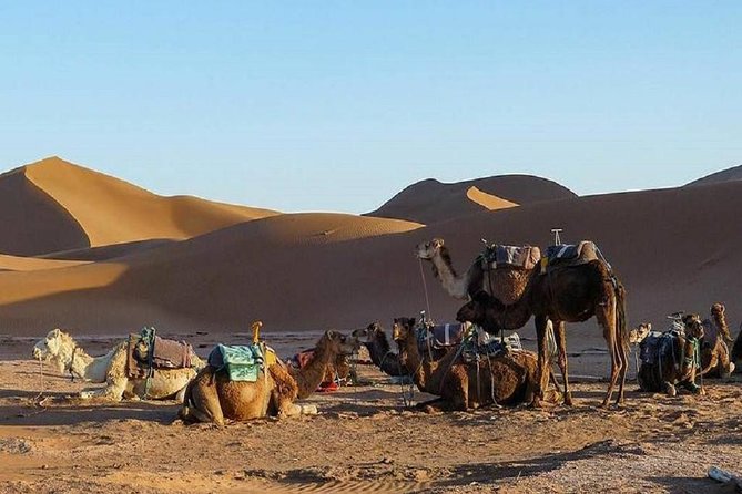 2 Days Private Desert Tour From Marrakech to Draa Valley Including Camel Ride - Pickup Points and Time