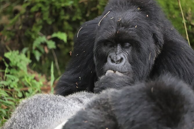 2 Days Private Gorilla Tracking in Uganda From Kigali Rwanda - Meeting and Pickup