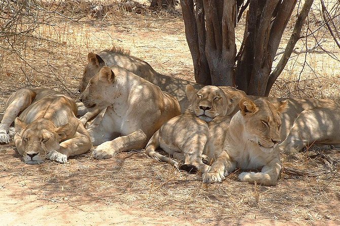 2 Days Ruaha National Park - Cancellation Policy and Refund Details