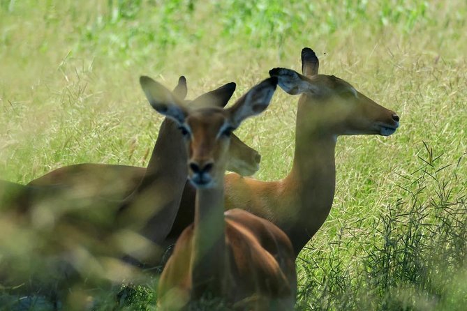 2 Days Saadani National Park From Zanzibar - Pricing and Reviews