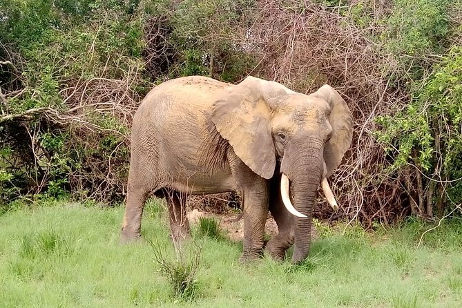 2 Days Safari in Maputo National Park - Group Size and Pricing