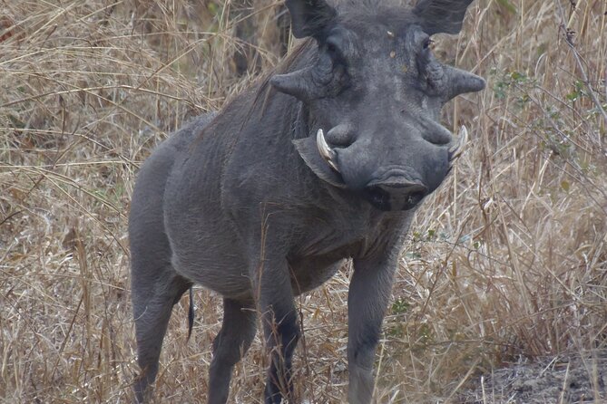 2 Days Safari to Mikumi National Park - Meeting and Pickup Information