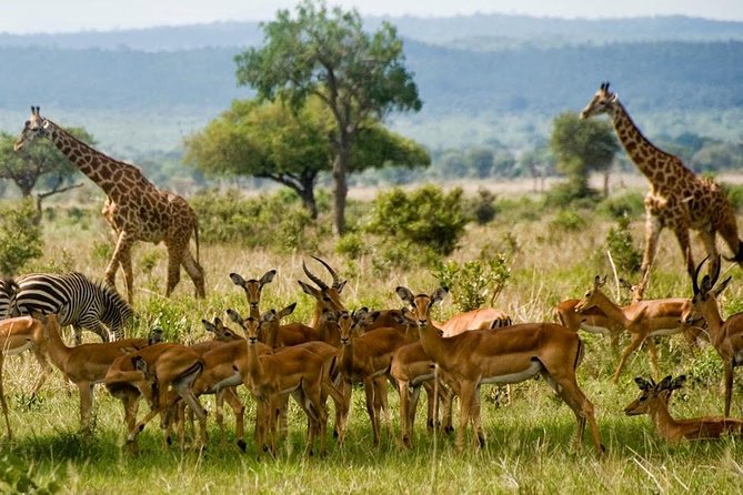 2 Days Short and Exciting Mikumi National Park Safari - Booking and Cancellation Policy