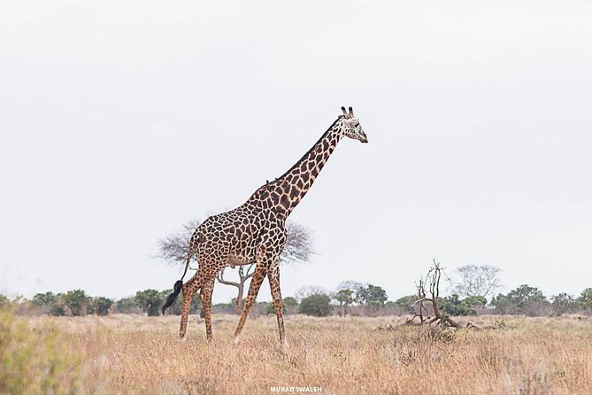 2 Days Taita Hills Game Sanctuary Saltlick Lodge - Frequently Asked Questions