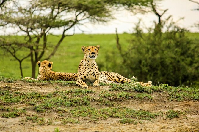 2 Days Tour Tarangire & Ngorongoro - Pickup Information