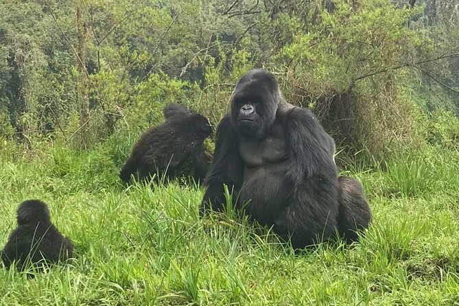2 Days Uganda Gorilla Trekking - Inclusions and Exclusions