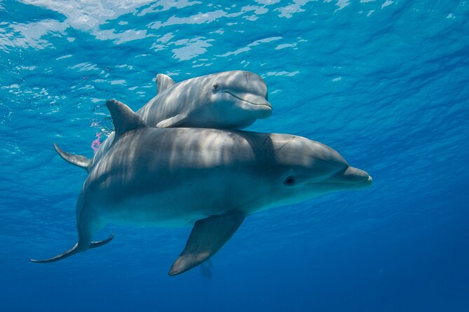2-Hour Dolphin Sunset Tour From Giardini Naxos - Location Details