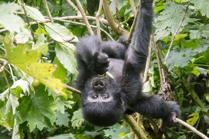 20 Days Combined East African Adventure Safari - Safety and Health Guidelines