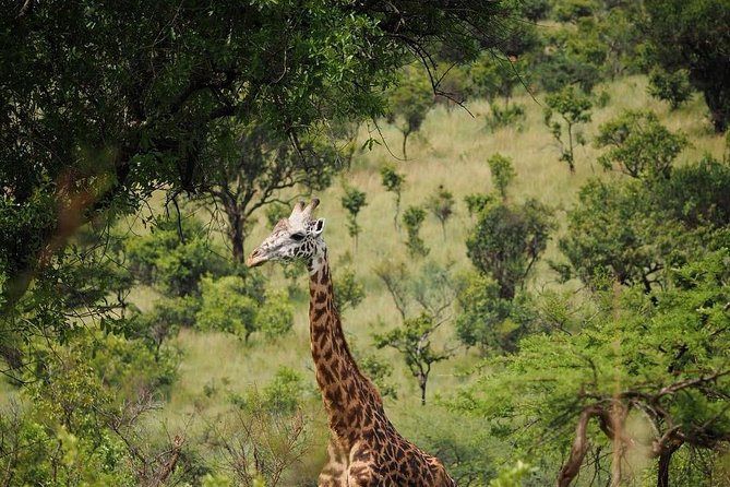 3-Day Akagera National Park Tour - Meeting and Pickup Details