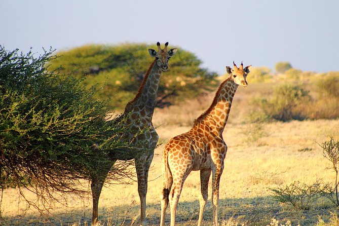 3 Day Central Kalahari Game Reserve Safari Tour - The Sum Up