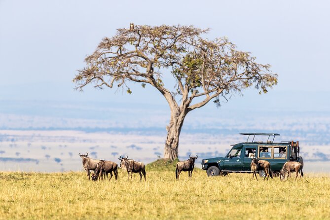 3-Day Fly in Private Safari in Serengeti and Ngorongoro - Booking Information