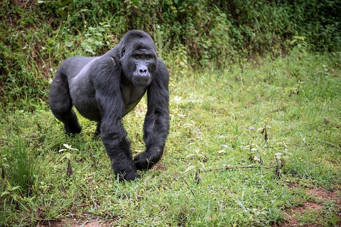 3-Day Gorilla Trekking Bunyonyi Mist Relaxation Safari - Frequently Asked Questions